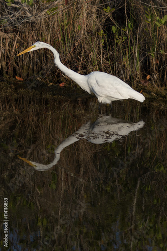 Great Egret, Merritt Island National Wildlife Refuge, Florida photo