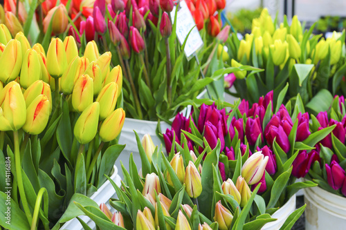 Colorful tulips close up in a flower shop