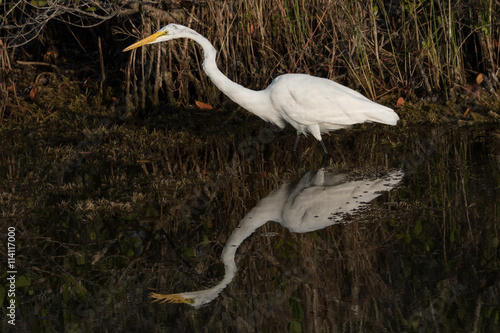 Great Egret, Merritt Island National Wildlife Refuge, Florida photo