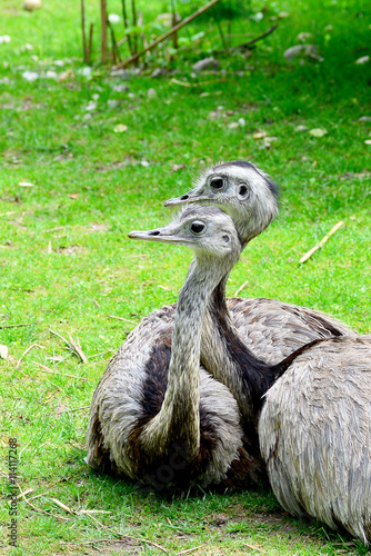 Nandu - Paar auf einer Wiese photo