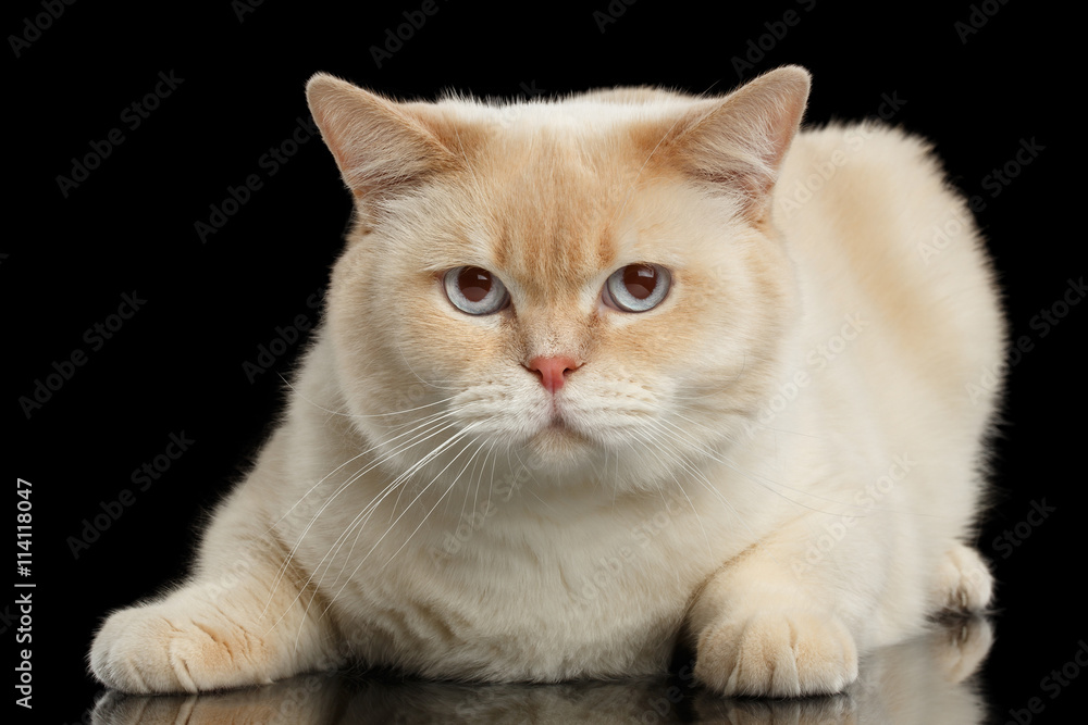 Obraz premium Close-up Blue eyed British Shorthair Cat Lying and Looking in Camera, Isolated Black Background, Front view
