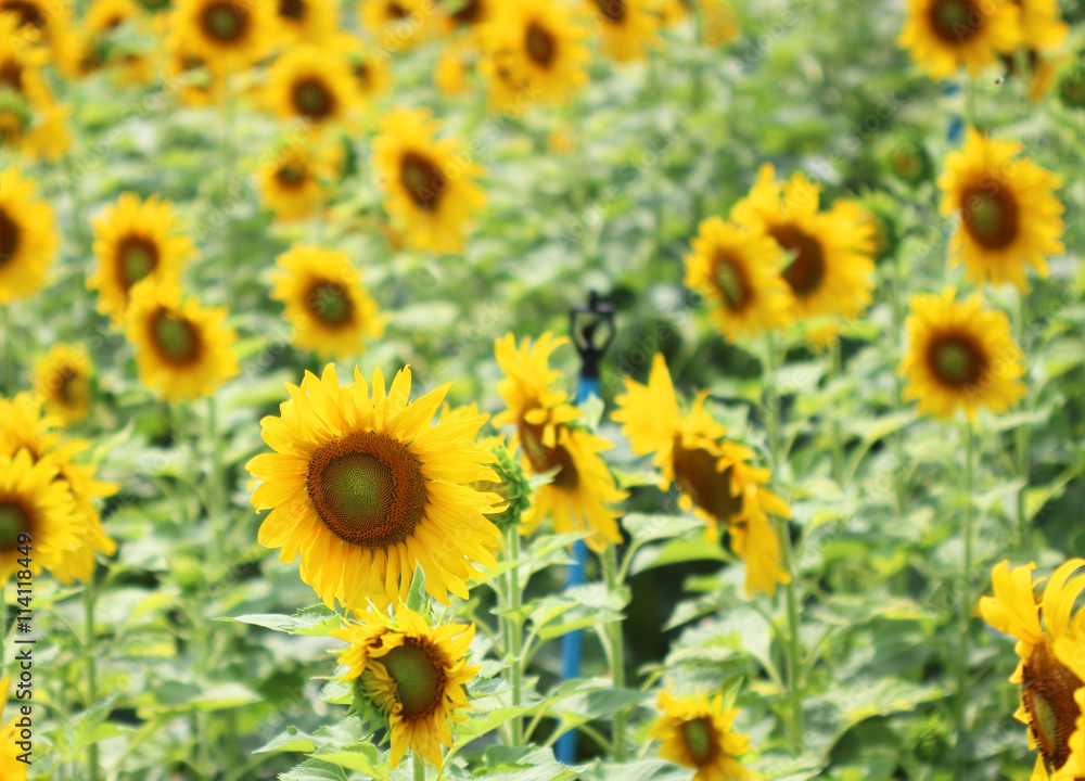 Sunflower, field of yellow sunflowers.