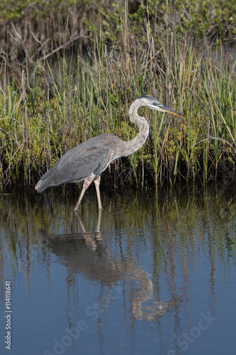 Great Blue Egret  Merritt Island National Wildlife Refuge  Flori