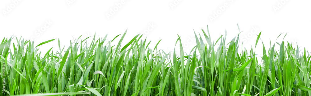 Grass in high definition isolated on a white background Grass in high definition isolated on a white background