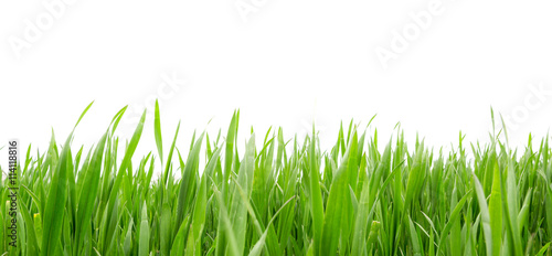 Grass in high definition isolated on a white background