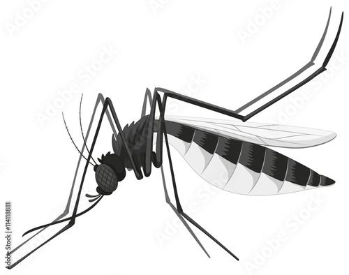 Mosquito in black and white