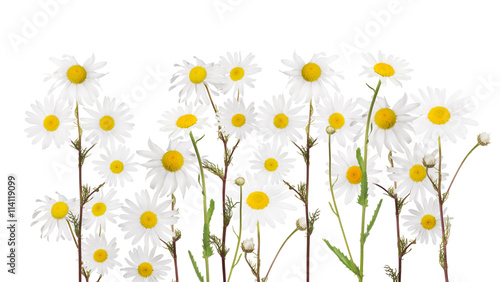 isolated group of fine chamomile flowers