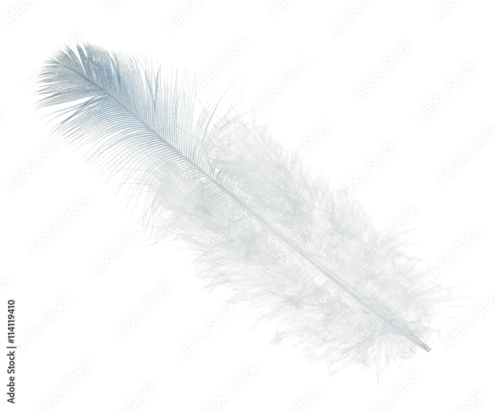 Obraz premium single straight feather with light blue edge