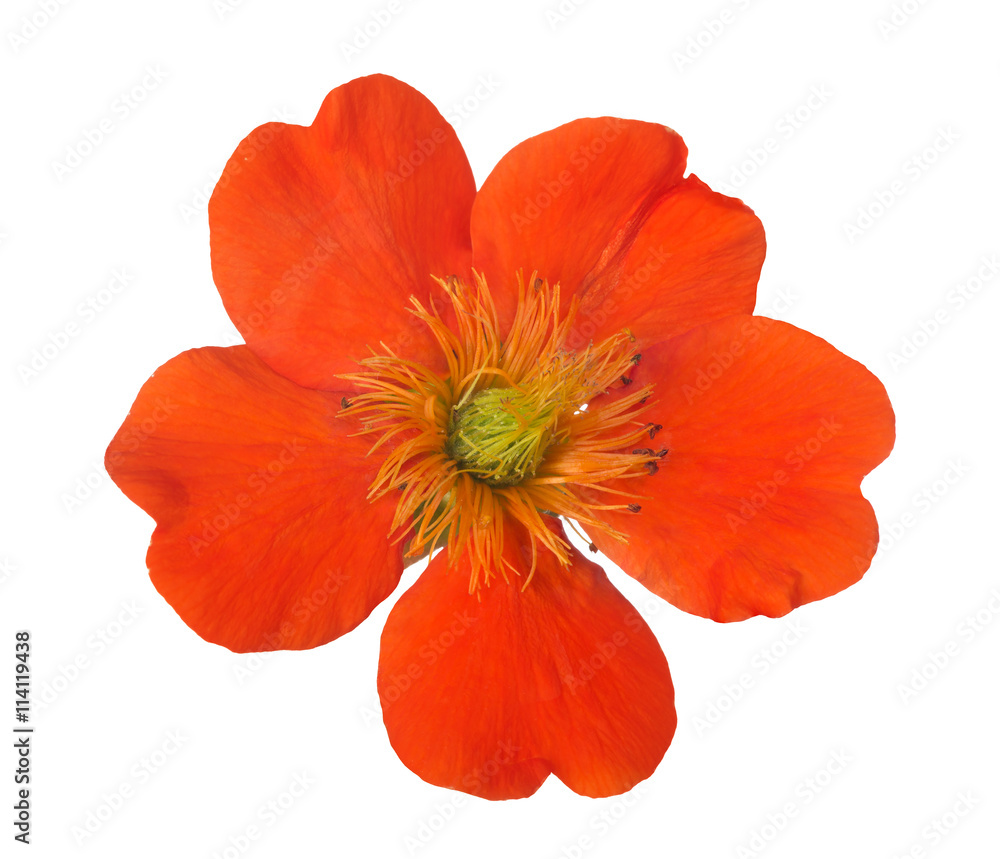 bright orange bloom isolated on white bright orange bloom isolated on white