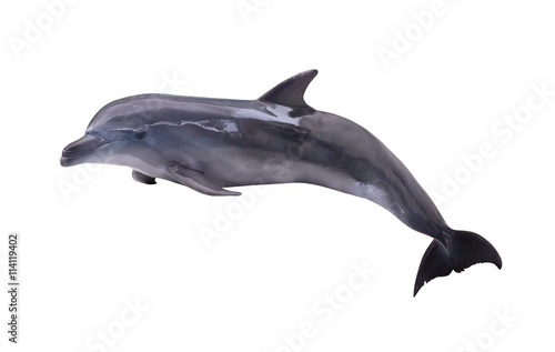 dark grey isolated dolphin