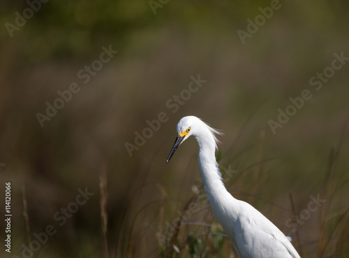 Snowy Egret, Merritt Island National Wildlife Refuge, Florida