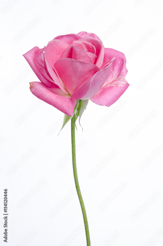 beautiful single pink rose on a white background beautiful single pink rose on a white background