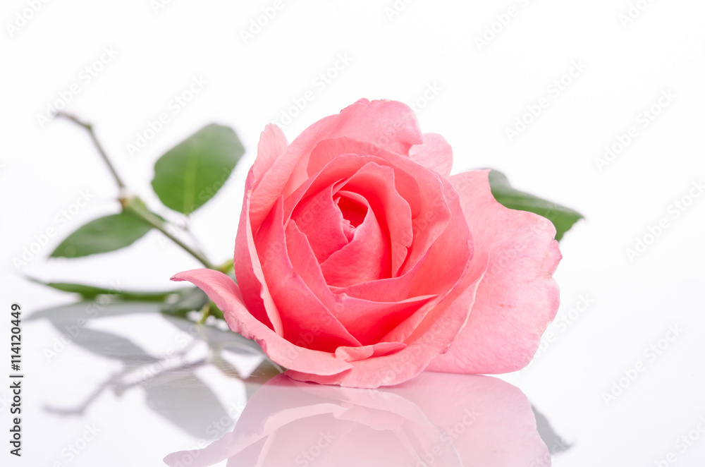 beautiful single pink rose on a white background beautiful single pink rose on a white background