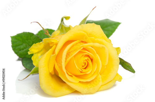 beautiful yellow rose isolated on white background