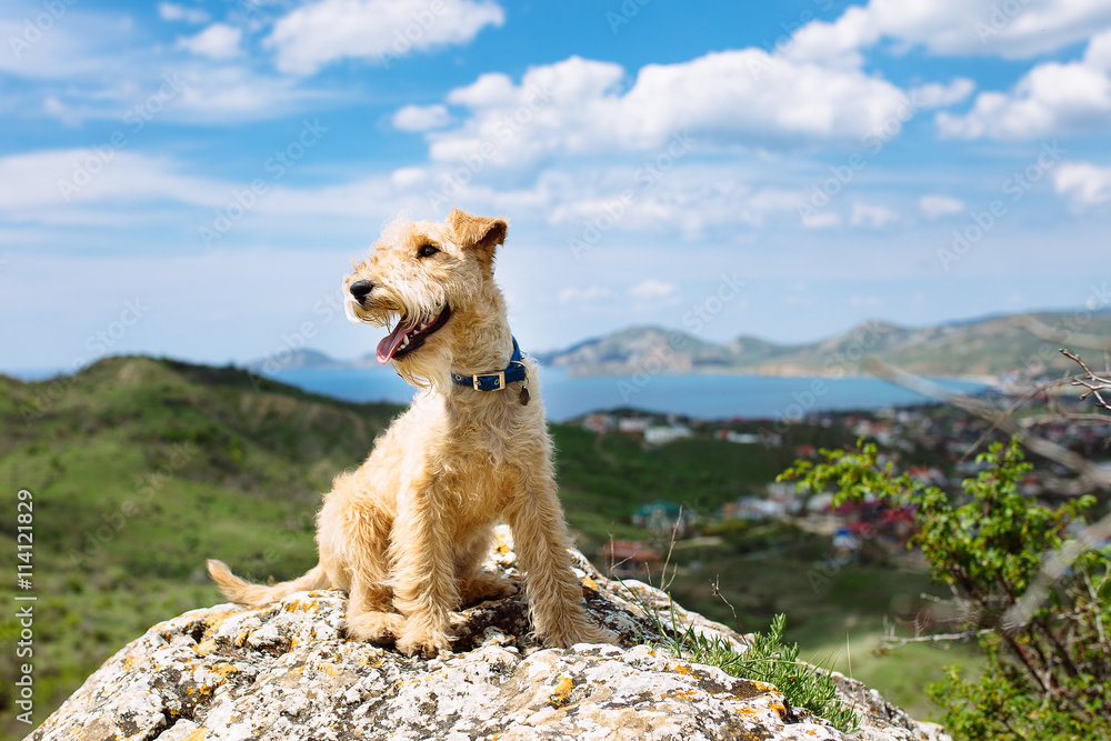 Fototapeta premium Szczęśliwy lakeland teriera psa obsiadanie na wielkiej skale na tle góry, morze i niebieskie niebo