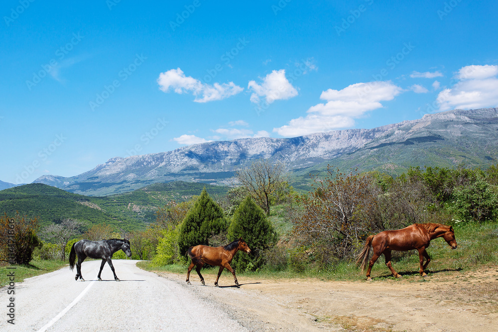 Herd of horses in the mountains against the blue sky Herd of horses in the mountains against the blue sky