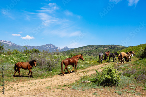 Herd of horses in the mountains against the blue sky