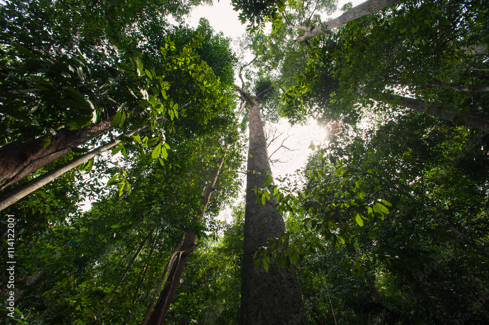 Fototapeta premium Rain-Forest Trees in Thailand