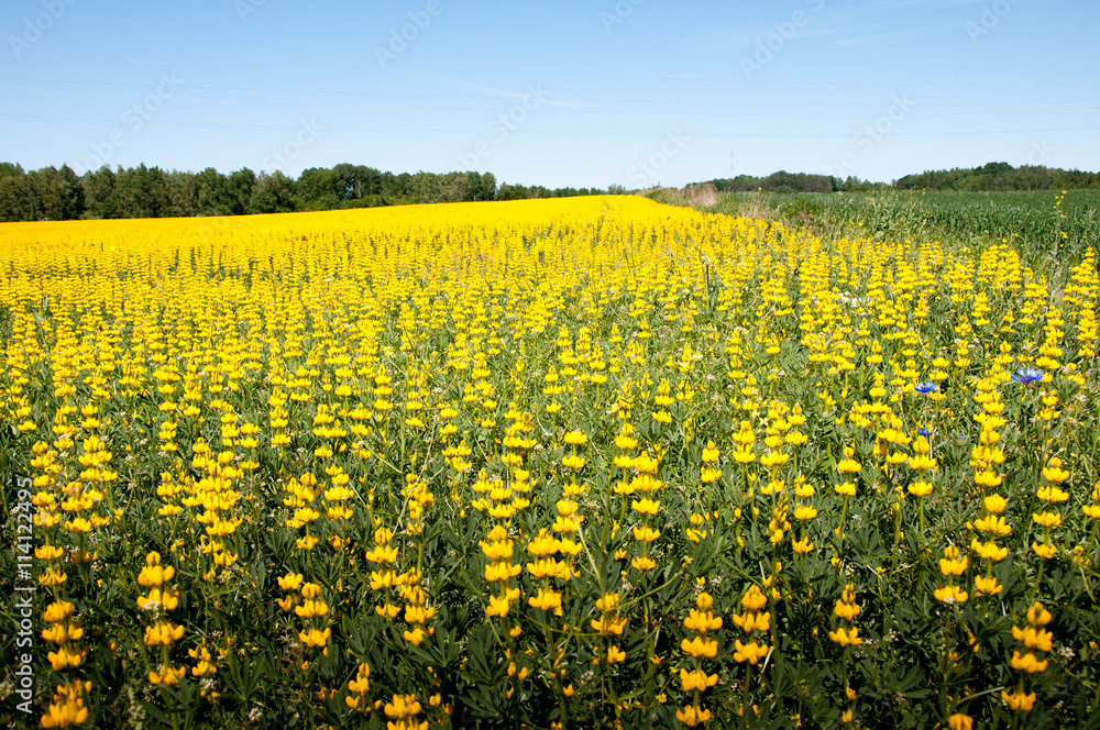 Field of yellow lupine Field of yellow lupine