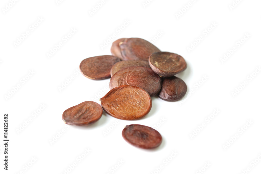 Wisteria seed Wisteria seed