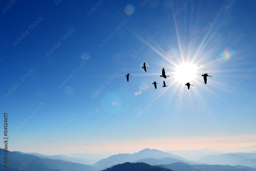 Fototapeta premium Flock of cranes spring or autumn migration over sunny sky
