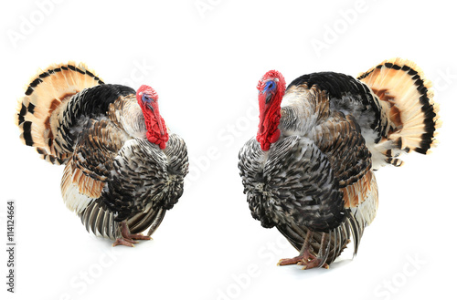 two turkey