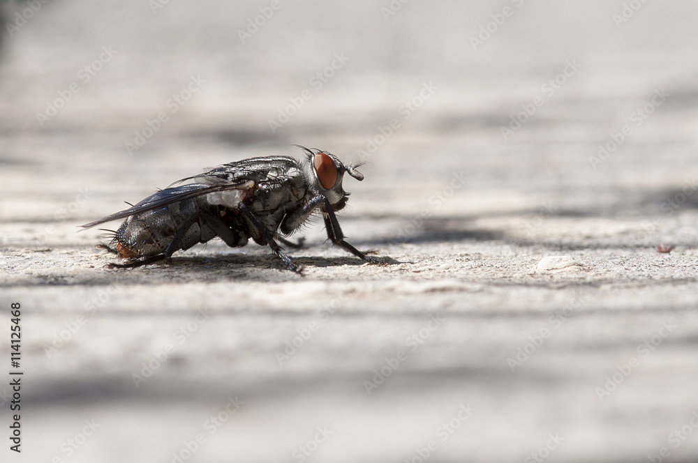 Mouche Mouche