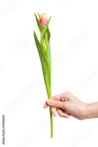 Tulip in female hand