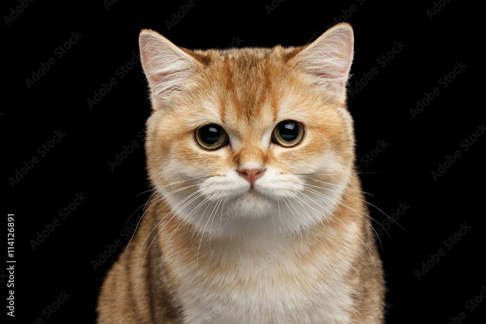Close-up Portrait of British Cat Gold Chinchilla Looking in Camera, Isolated Black Background, Front view