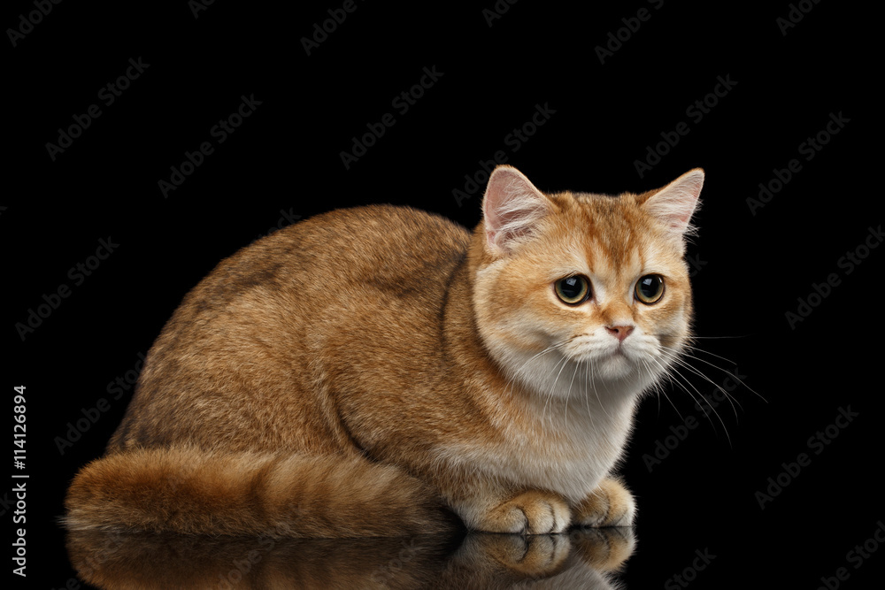 Cute British breed Cat Gold Chinchilla color Lying and Sadly Looks, Isolated Black Background, side view