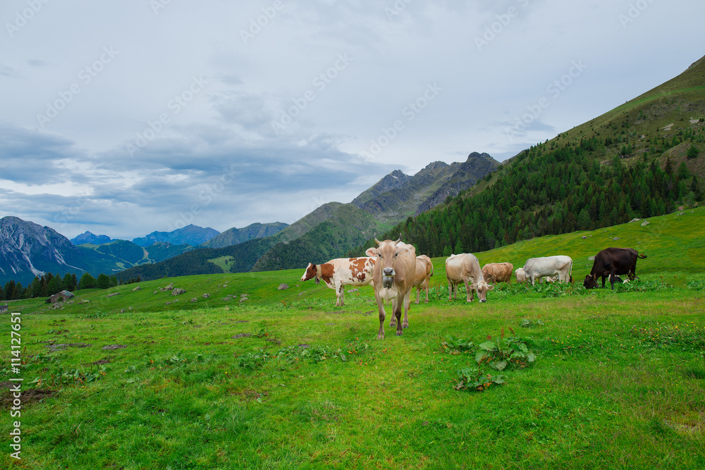 Cows on the pastures of the Italian alps