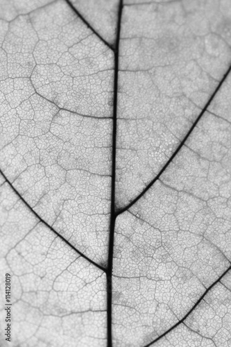 Leaf macro close up photo texture background black and white