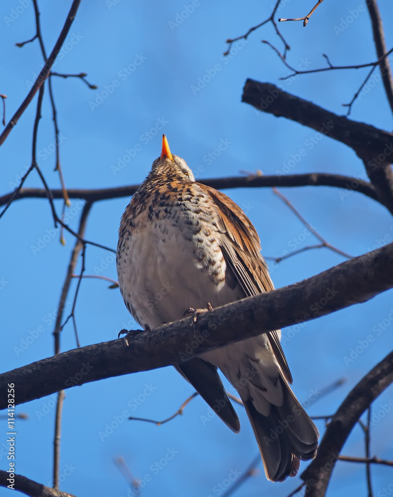 Fototapeta premium Thrush Fieldfare on a tree in the forest