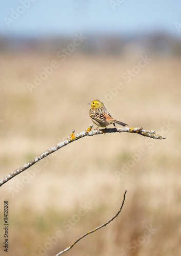 yellow bunting bird on a tree