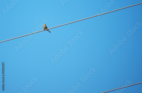 yellow bunting bird on wires