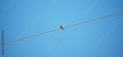 yellow bunting bird on wires
