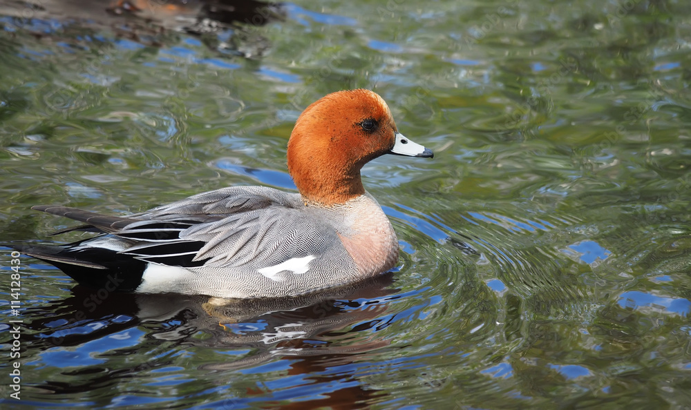 wigeon duck (Anas penelope) on the river wigeon duck (Anas penelope) on the river