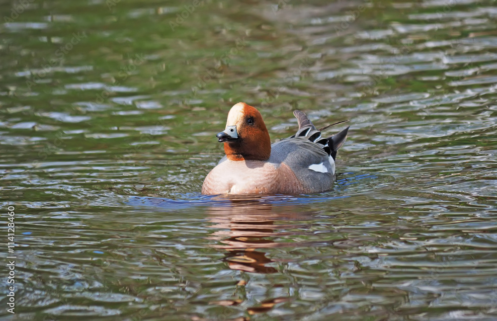wigeon duck (Anas penelope) on the river wigeon duck (Anas penelope) on the river