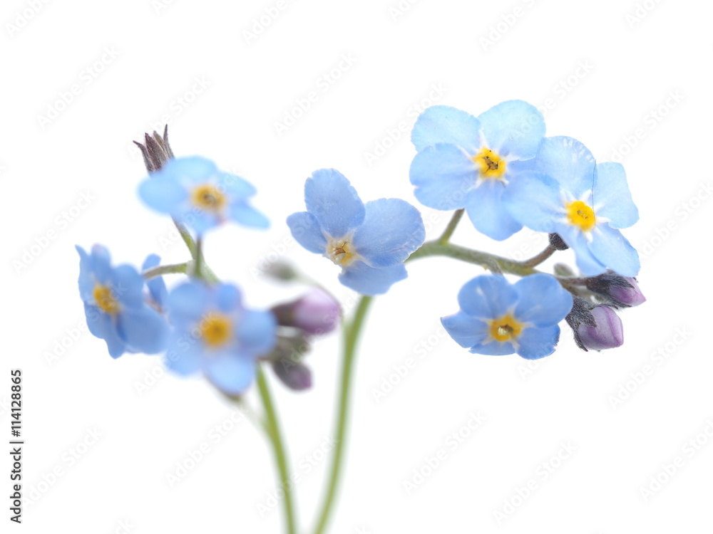Fototapeta premium forget-me-nots flowers on a white background