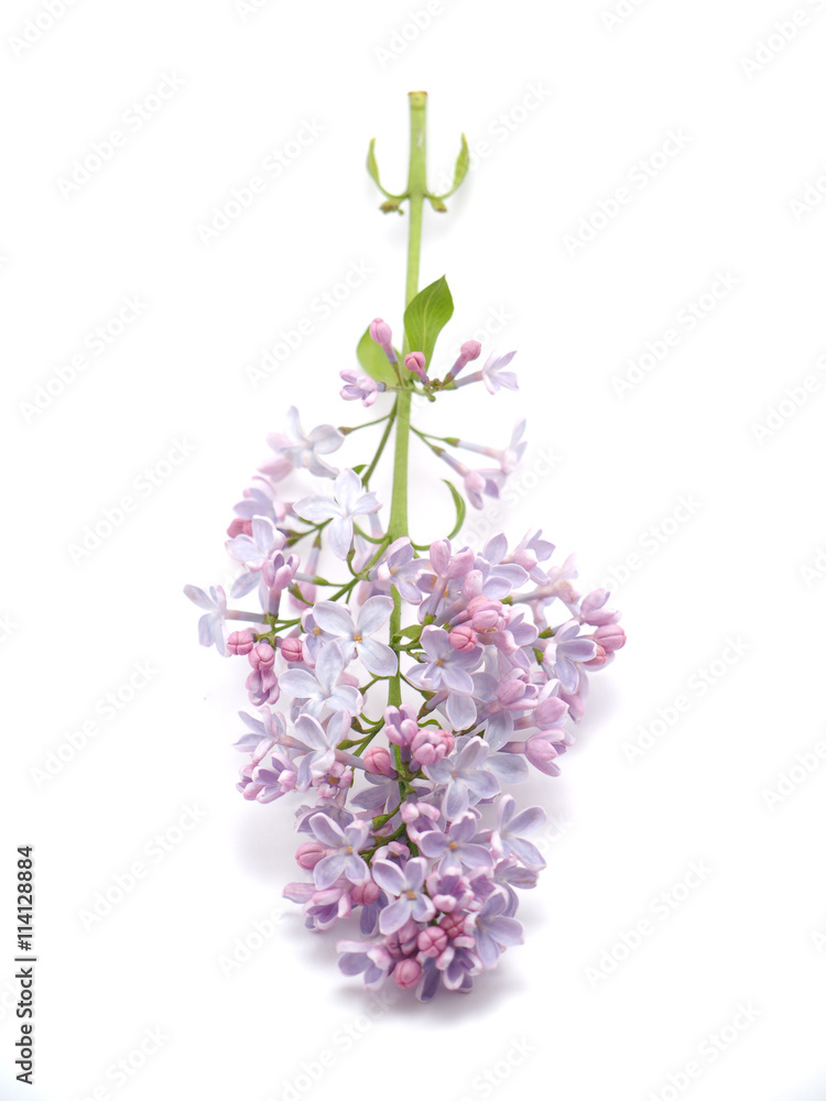 lilac on a white background lilac on a white background