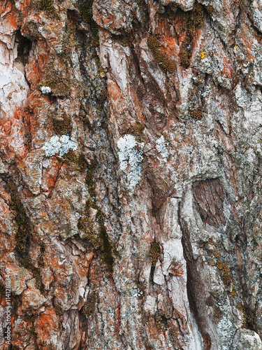 lichen on the bark of a poplar. background