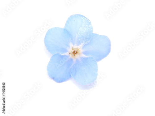 forget-me-nots flowers on a white background © enskanto
