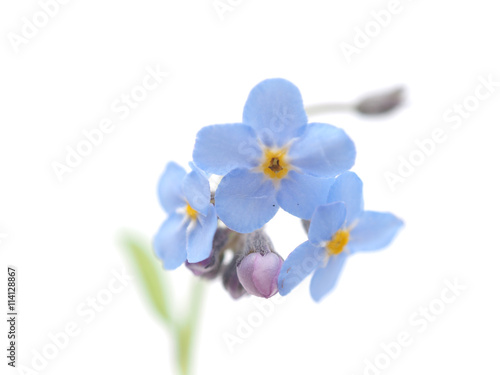 forget-me-nots flowers on a white background