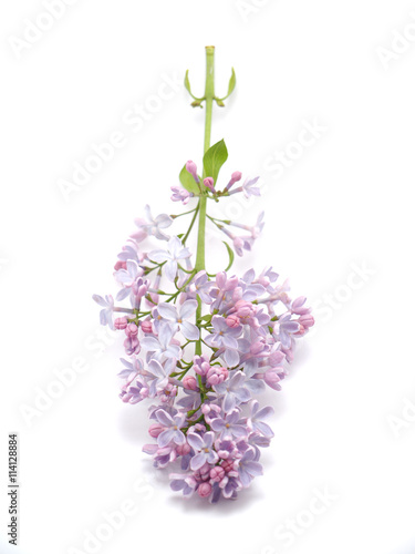 lilac on a white background