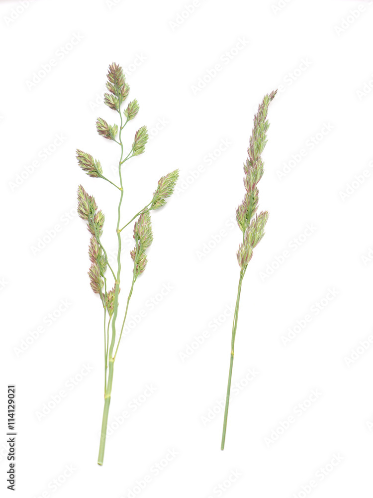 Fototapeta premium cereals on a white background