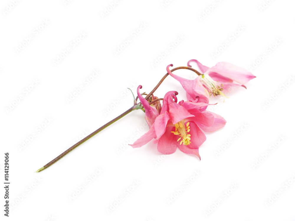 flowers Aquilegia catchment on a white background flowers Aquilegia catchment on a white background