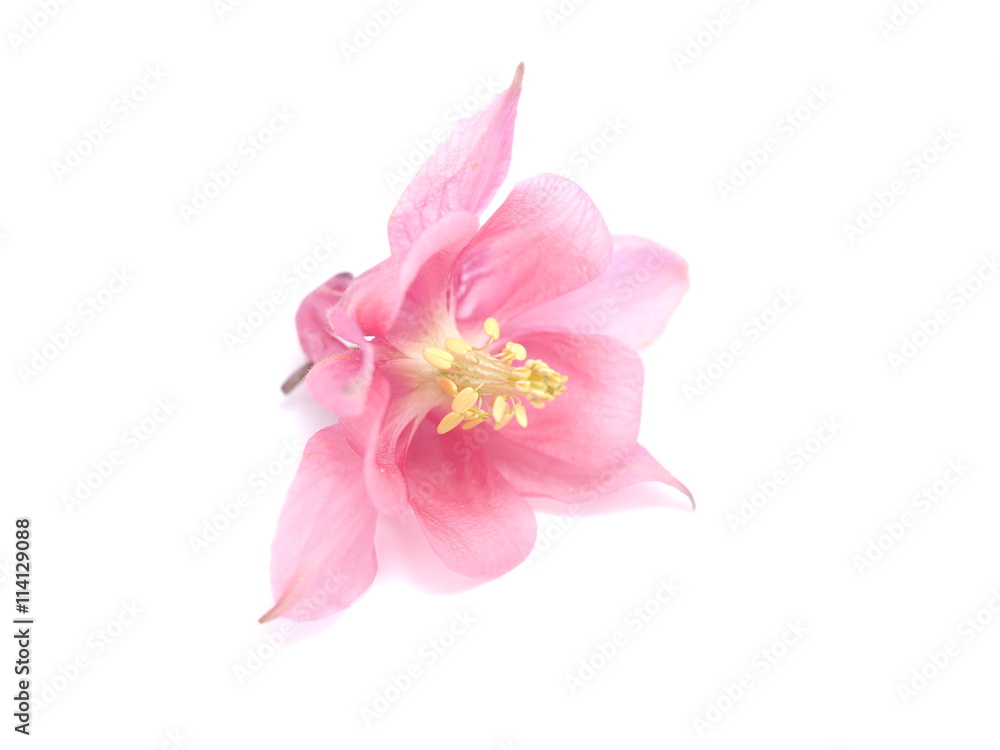 flowers Aquilegia catchment on a white background flowers Aquilegia catchment on a white background