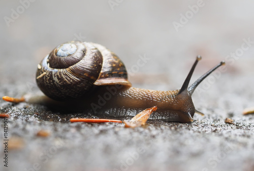 snail on asphalt