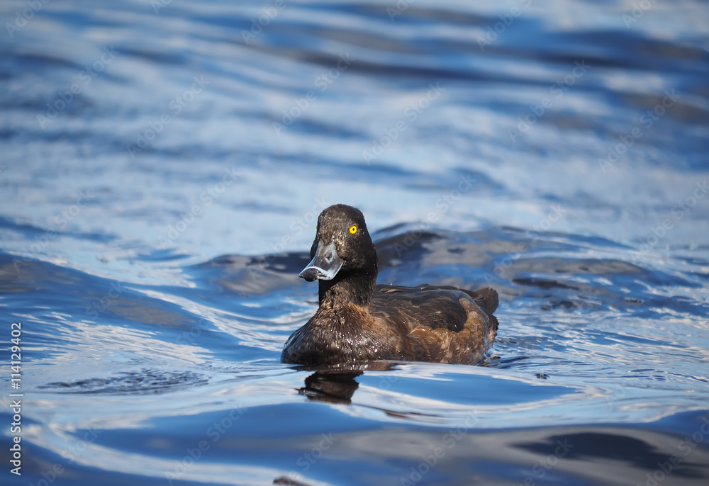 tufted duck on the lake tufted duck on the lake