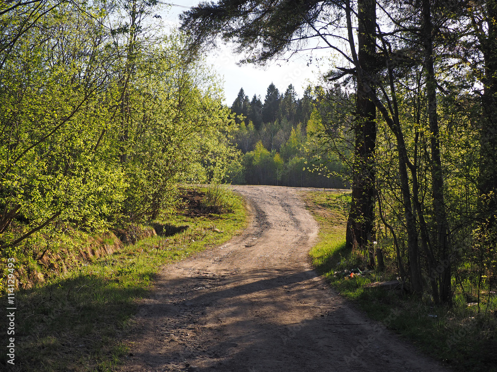 Naklejka premium road in the woods